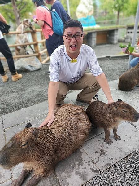 2024 OUTING 宜蘭 採茶活動 水豚君 草泥馬首遇 