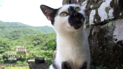 Blog_NEX-VG10_b-Cat-01.jpg