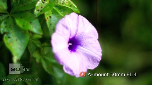 Blog_NEX-VG10_d-Flower-05.jpg
