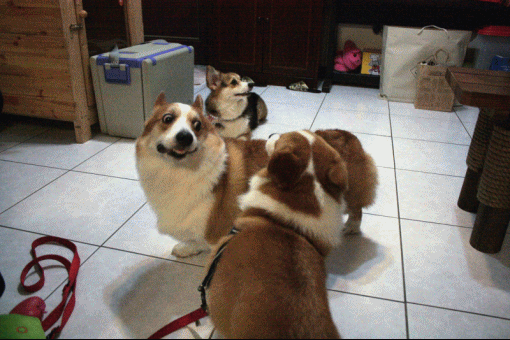 anigif.gif