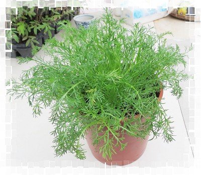Chamomile - 羅馬洋甘菊(匍匐) 