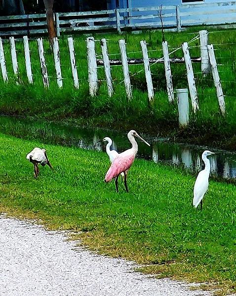 玫瑰琵鷺巧遇