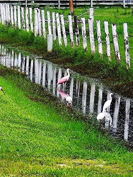 玫瑰琵鷺巧遇