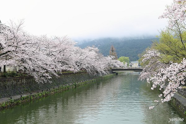 岡崎疏水