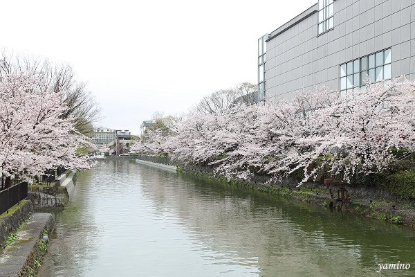 岡崎疏水