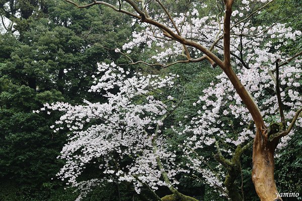 平安神宮