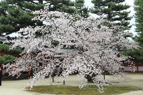 平安神宮