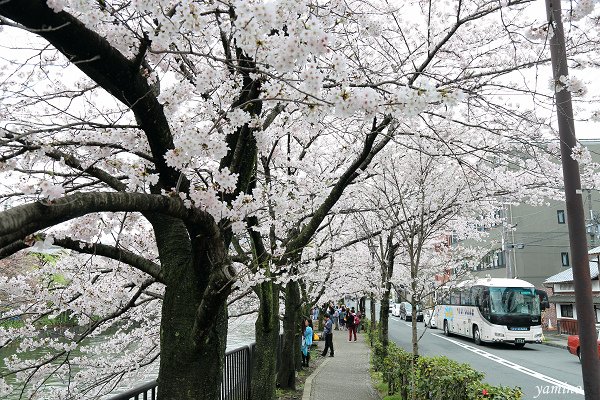 岡崎疏水