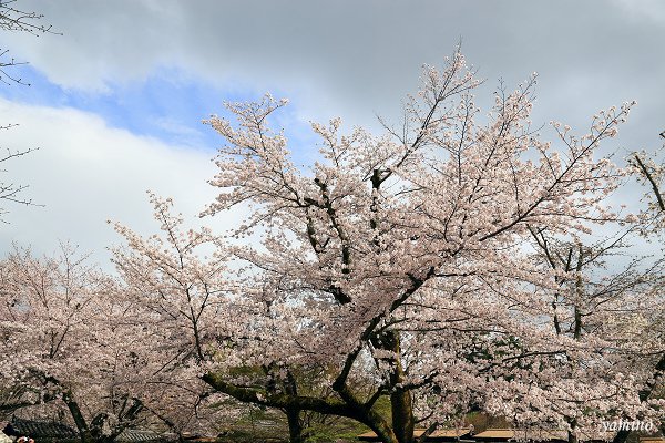 醍醐寺