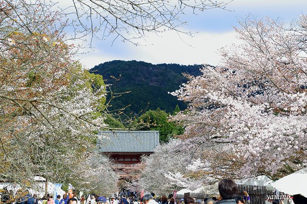 醍醐寺