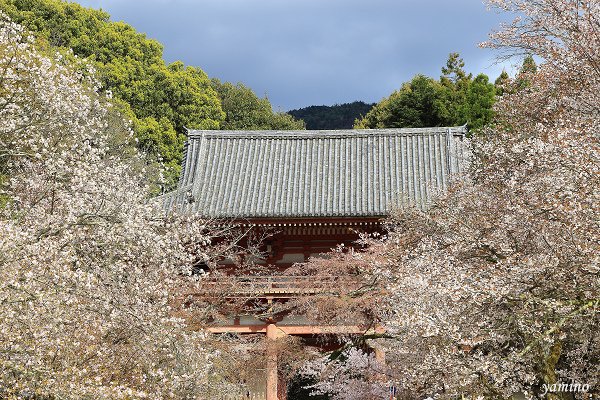 醍醐寺