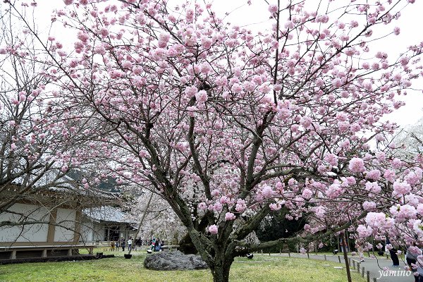 醍醐寺