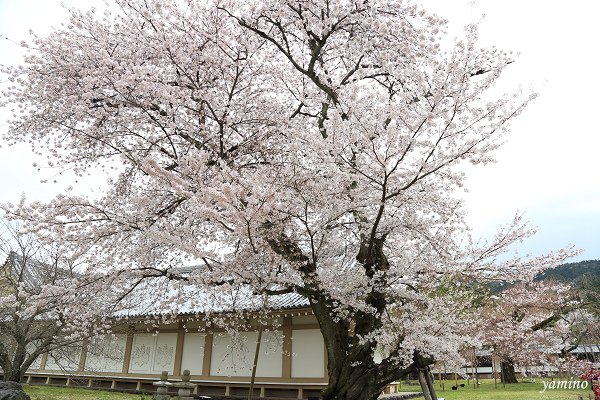 醍醐寺