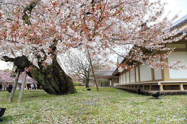 醍醐寺