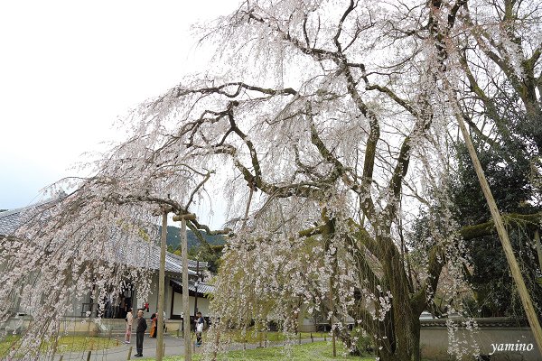 醍醐寺