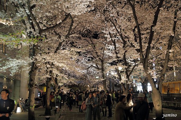 祇園白川