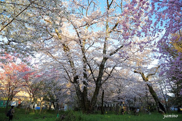 平野神社