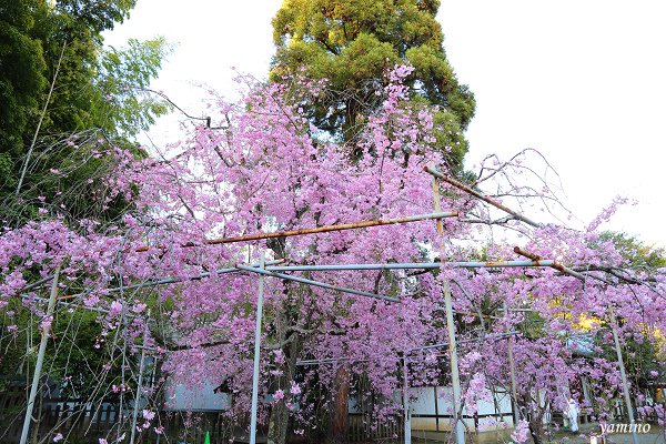 平野神社