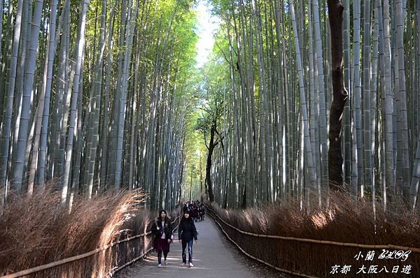 照片 212-嵐山 竹林.jpg