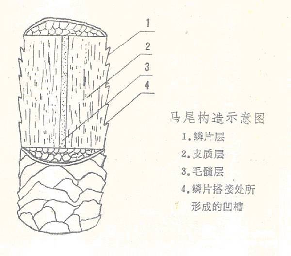 馬尾構造.jpg