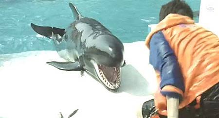 Dolphin Blue02.jpg