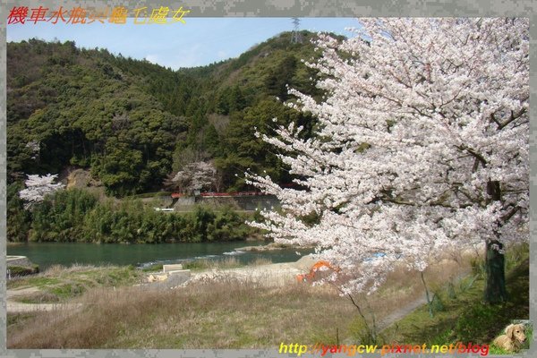 DSC07953-嵯峨野Torokko列車 保津川.jpg