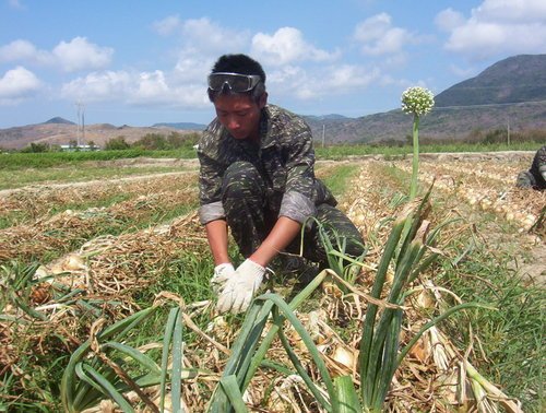 onion harvest.jpg