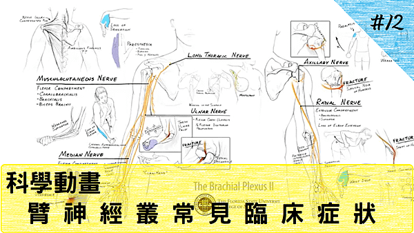 The Brachial Plexus II(臂神經叢臨床症狀)