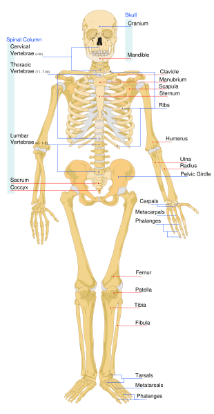 310px-Human_skeleton_front.svg.png