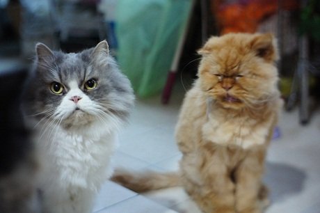 cats1.jpg