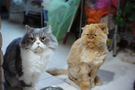 cats0.jpg