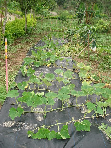 種植(遮草蓆)9906112-(3).JPG