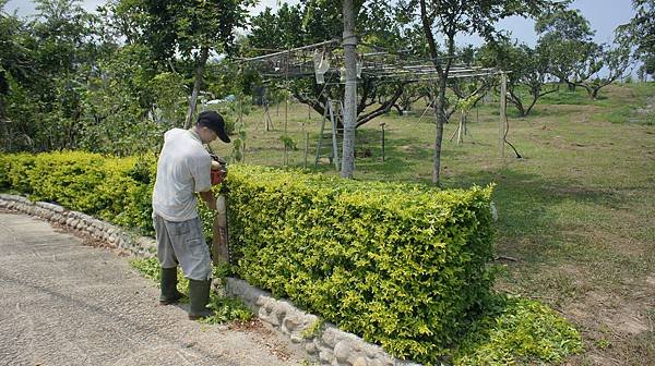 種植(修樹牆)1000824-(3).JPG