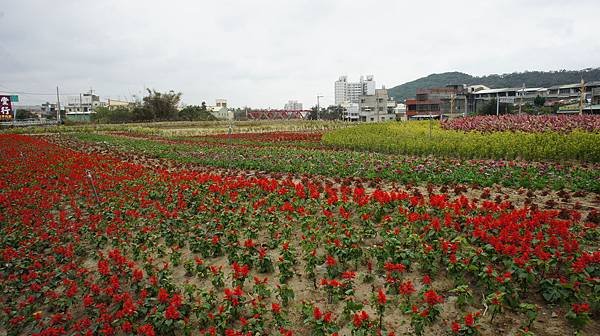 花海.通霄1010104- (5).JPG