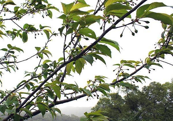 櫻花W1010315- (1a)
