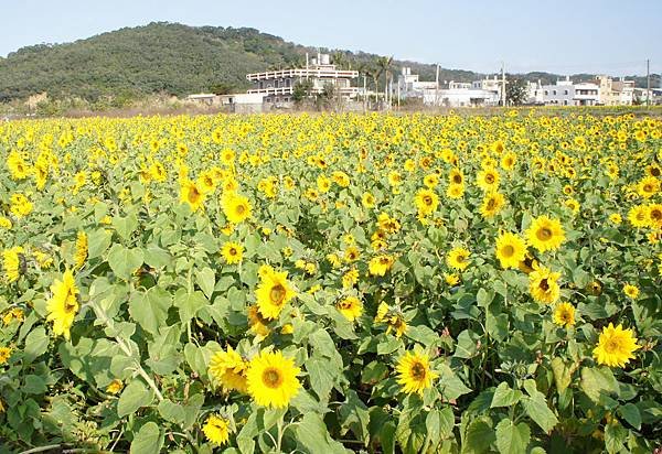 花海.通霄1030122- (13A)