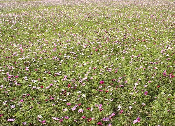 花海.通霄1030122- (22A)