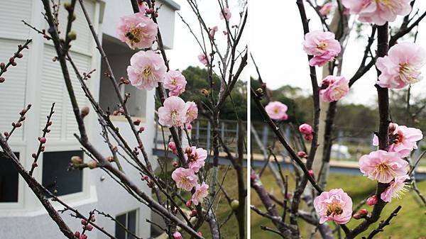 梅花.宮城粉1040125- (5B)