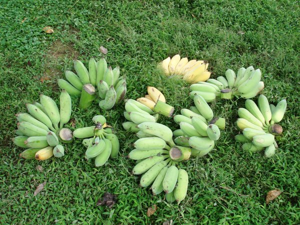 蕉.巴蕉990929.JPG