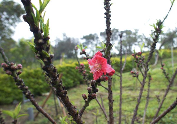 桃花(七寸)1000320-(8).JPG