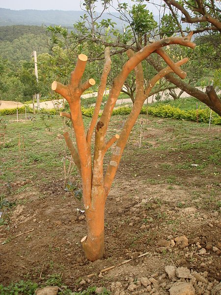 茶花.油茶樹990331- (8).JPG