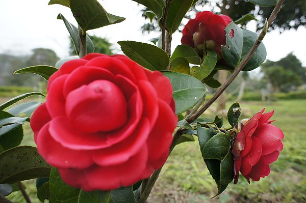 茶花.東京紅玫瑰1000123.JPG