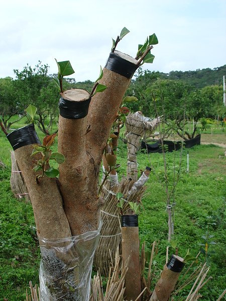 茶花.油茶樹B990701- (2).JPG