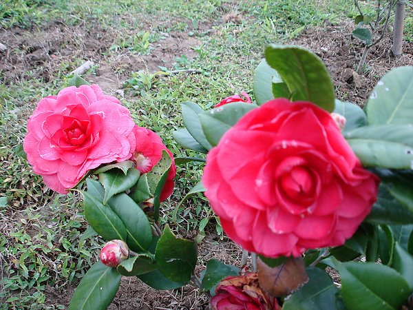 茶花.紅貝拉1000106- (2).JPG