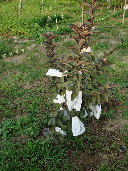 芭樂(紅肉)990829.JPG