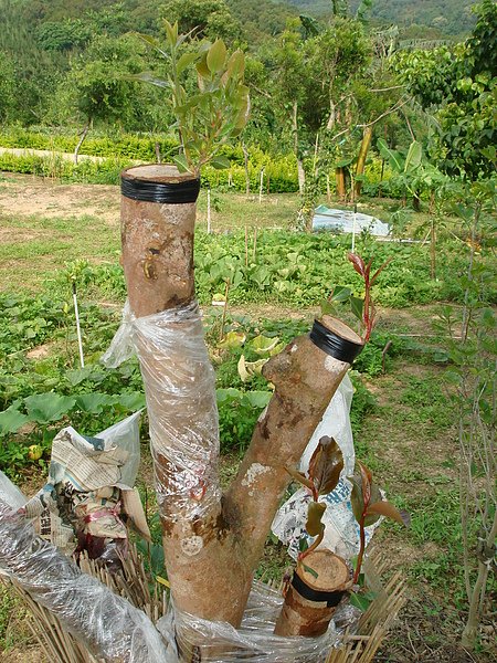 茶花.油茶樹C990601.JPG