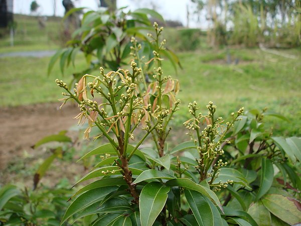 荔枝.特大果1000106.JPG