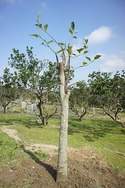 波蘿蜜B1000126- (2).JPG
