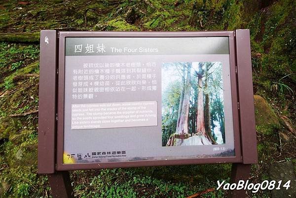 阿里山_018.jpg