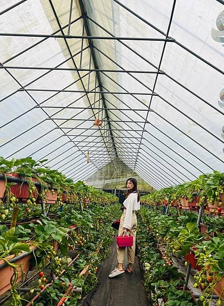 台北內湖 美麗田農園Farmily 採草莓、ＤＩＹ/有趣又美